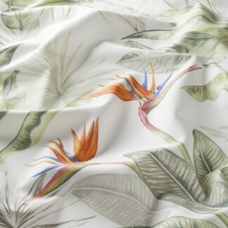 strelizia ja8047 060 jab anstoetz 01